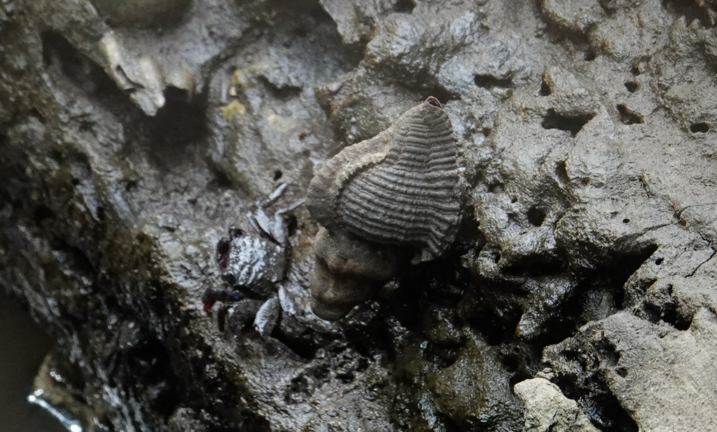 Mangrove murex