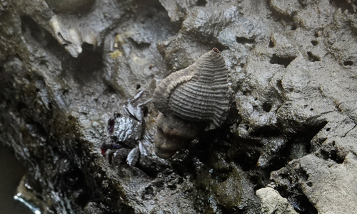 Mangrove Murex (Chicoreus capucinus)
