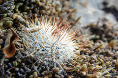 Mammillaria haageana haageana