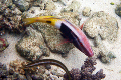 Parupeneus barberinoides