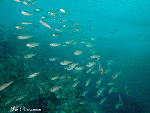 Barface cardinalfish (Ostorhinchus semilineatus) — Apogonidae