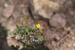 Chaetolepis microphylla