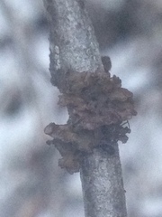 Tuckermanopsis sepincola