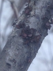 Tuckermanopsis sepincola