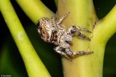 Metaphidippus