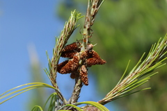 Pinus patula