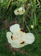 Dietes bicolor