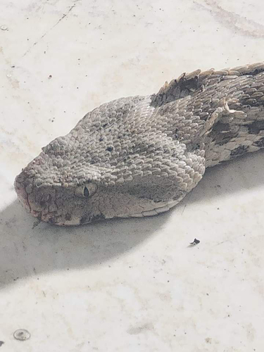 Levantine Viper