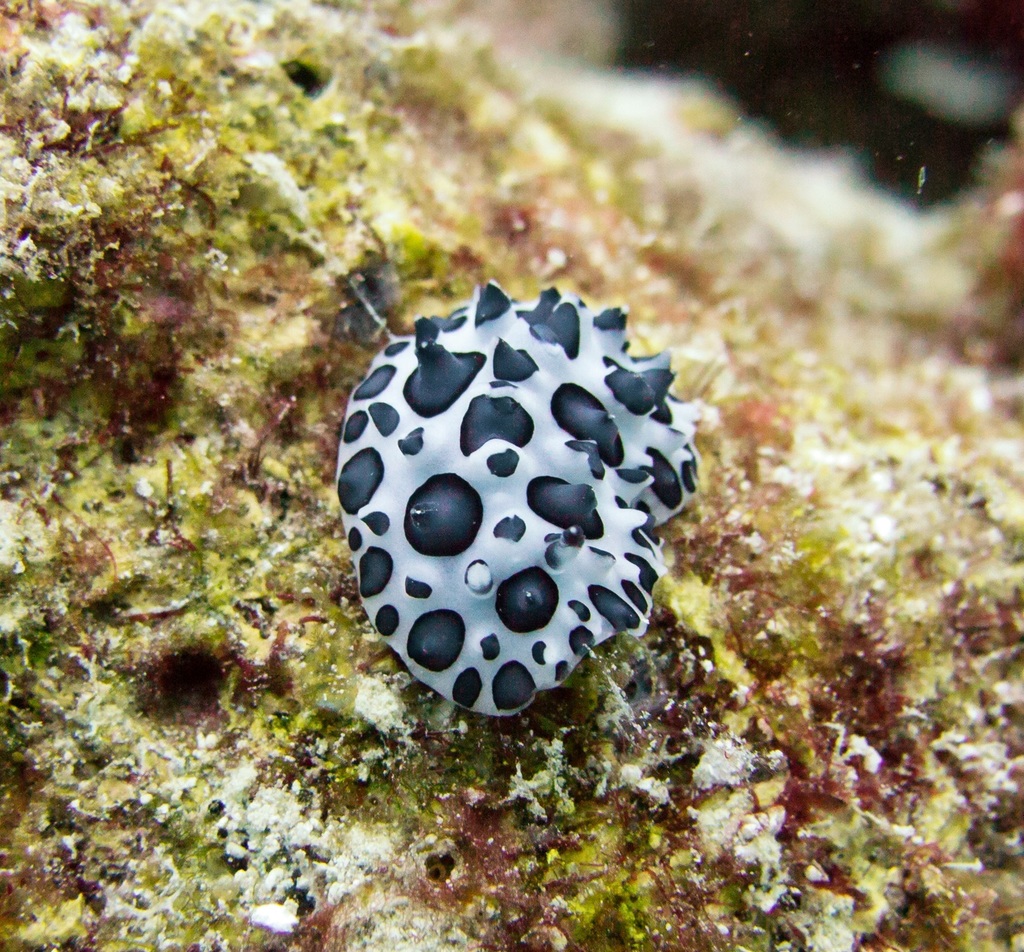 Black Spotted Nudibranch
