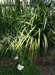 Dietes bicolor