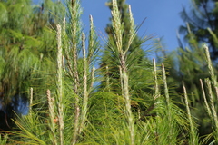 Pinus patula