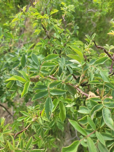 Apple Rose (Rosa villosa)
