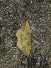 Antepione thisoaria