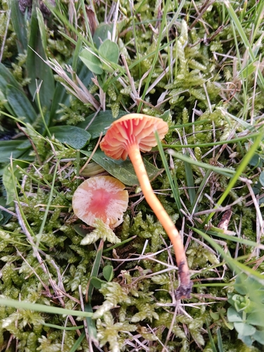 Hygrocybe mucronella — no rights reserved