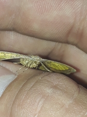 Antepione thisoaria