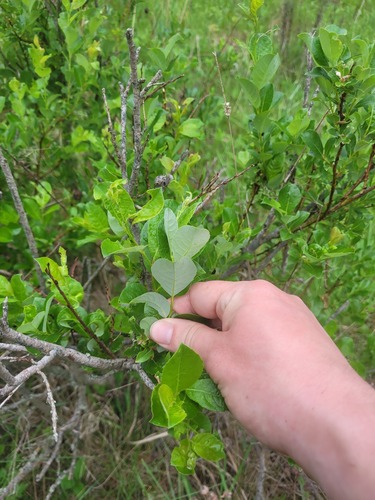 Pale willow (Salix starkeana)