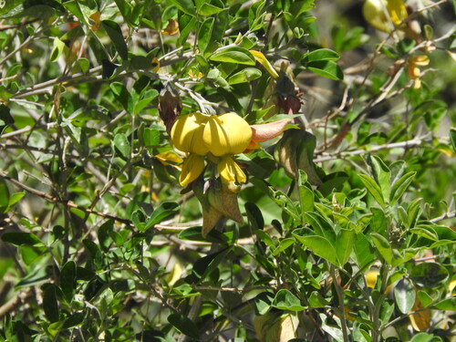 Cape Rattlepod (Crotalaria capensis)