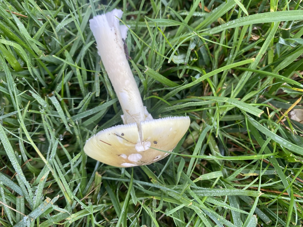 Amanita phalloides · October 2025 · photo: © ahaislip (iNaturalist, cc0)