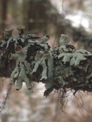 Hypogymnia occidentalis