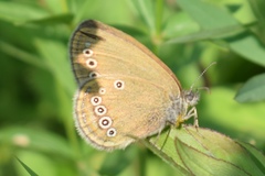 Coenonympha oedippus