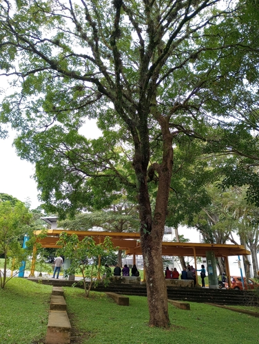 Sapindus saponaria - Whole tree