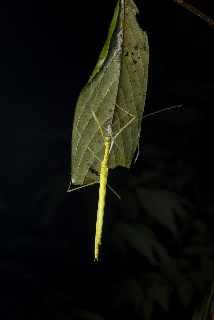 Necroscia haanii