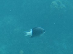Pycnochromis margaritifer