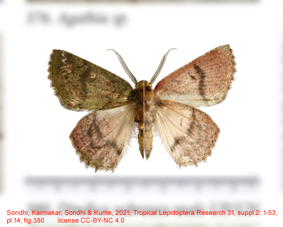 Dindica subrosea