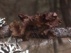 Tuckermanopsis platyphylla