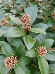 Skimmia