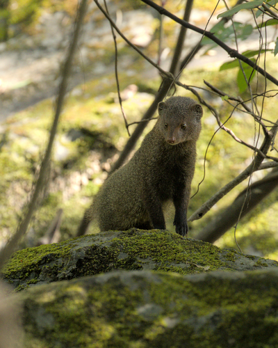 Ruddy Mongoose