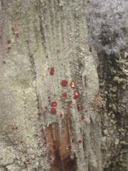 Ophioparma rubricosa