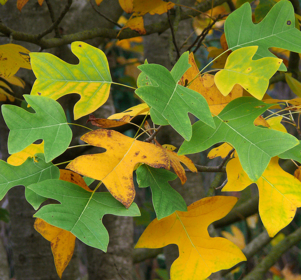 Liriodendron chinense