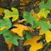 Chinese Tulip Tree - Photo (c) James Gaither, some rights reserved (CC BY-NC-ND)