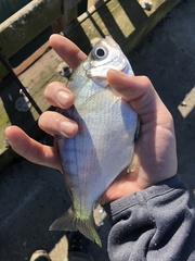 Hyperprosopon argenteum