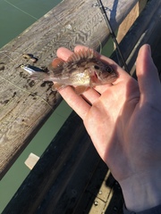 Sebastes auriculatus