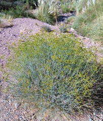 Gymnophyton polycephalum