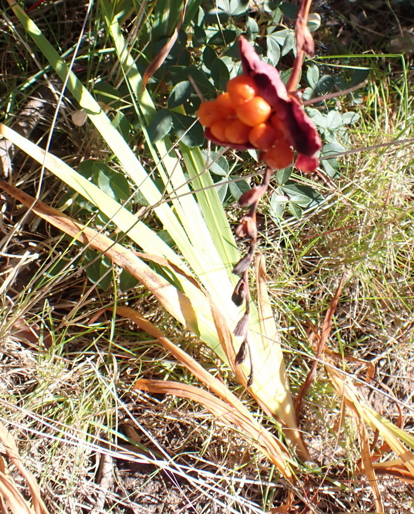 Chasmanthe aethiopica, Sedgefield, 6573, South Africa, by nicky