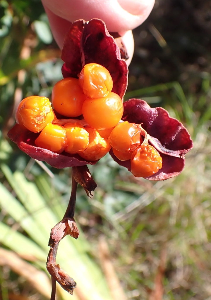 Chasmanthe aethiopica, Sedgefield, 6573, South Africa, by nicky