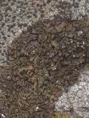 Montanelia disjuncta