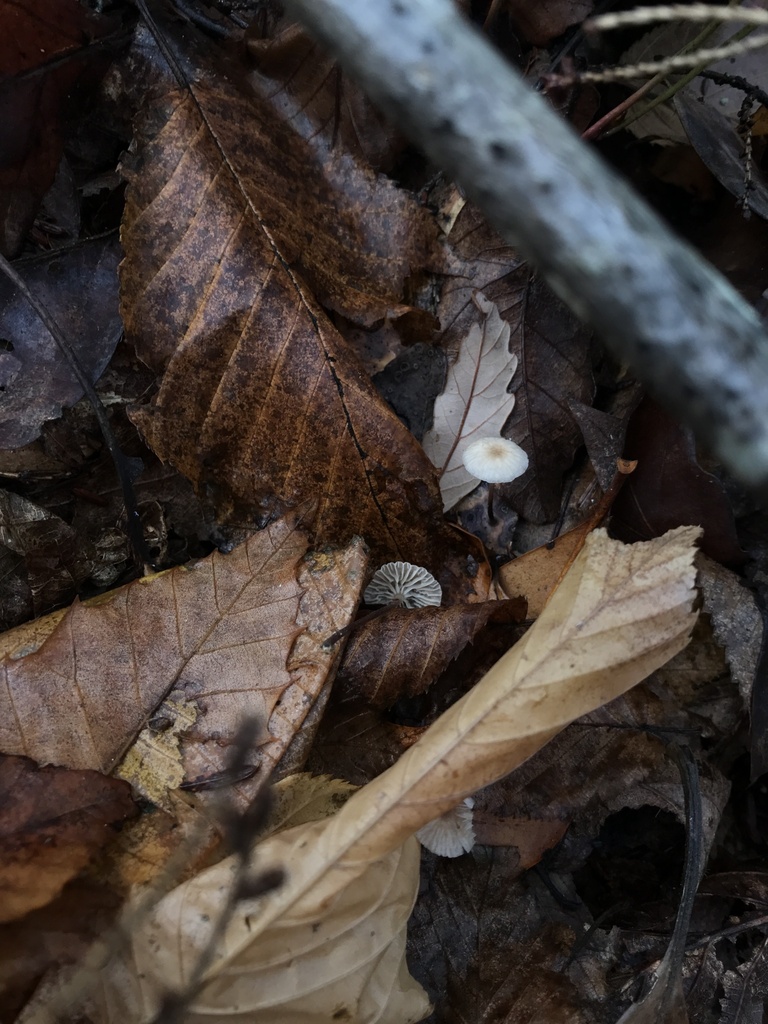 Mycetinis scorodonius · October 2025 · photo: © paganka (iNaturalist, cc-by-nc)