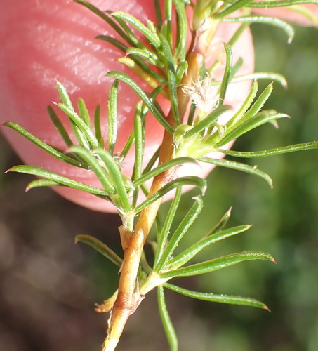 Thread Caperose (Cliffortia filifolia)