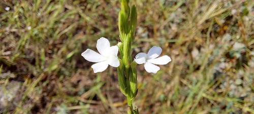 Striga angustifolia observed 2025-10-26