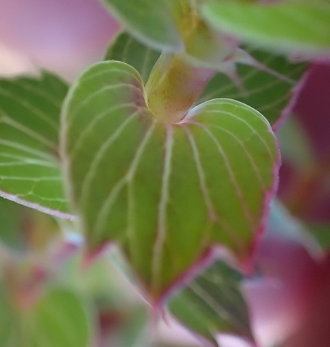 Holly Caperose (Cliffortia ilicifolia)