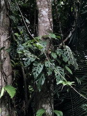 Monstera acuminata