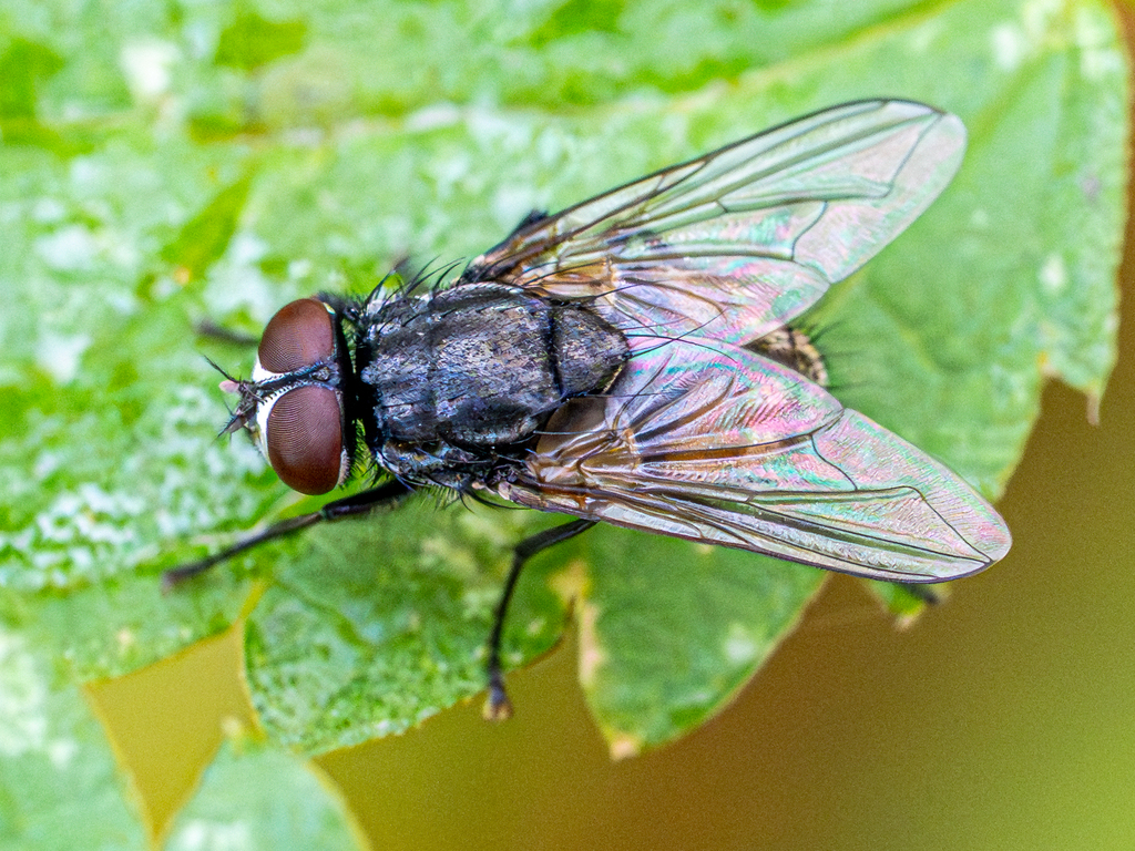 Fave Fly Face fly from 09 Freiberg, Deutschland on October 31, 2025 at 11:19 AM ...