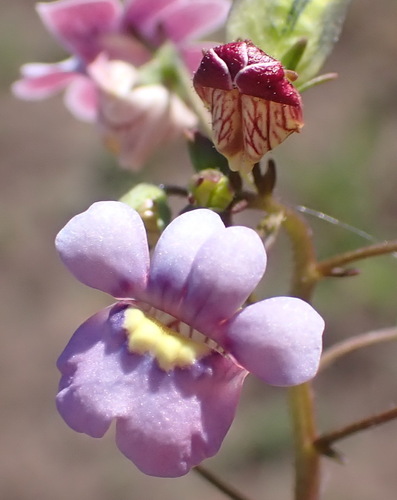 Karoo Lionface (Nemesia leipoldtii)