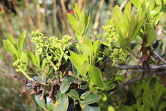 Gaiadendron punctatum