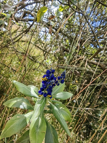 Monnina aestuans, photograph 4