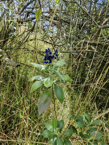 Monnina aestuans, photograph 5
